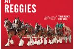 Budweiser Clydesdales coming to Reggies Noon-3pm!